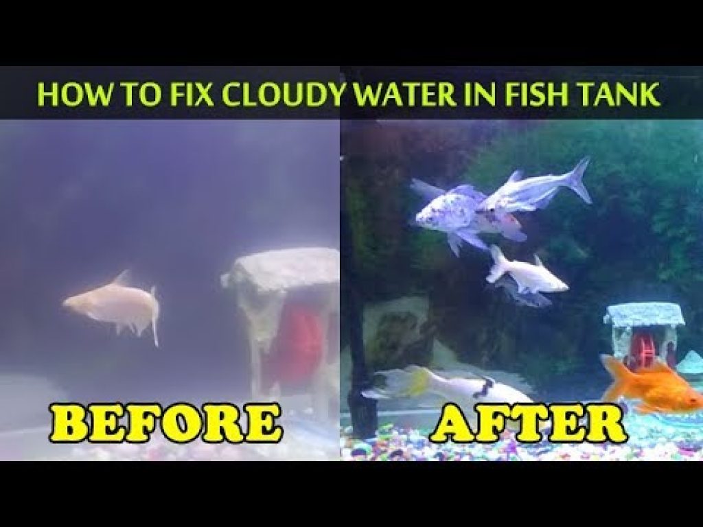 How to fix cloudy water in fish tank | Cloudy water aquarium How To Get Rid Of Sand Dust In Aquarium